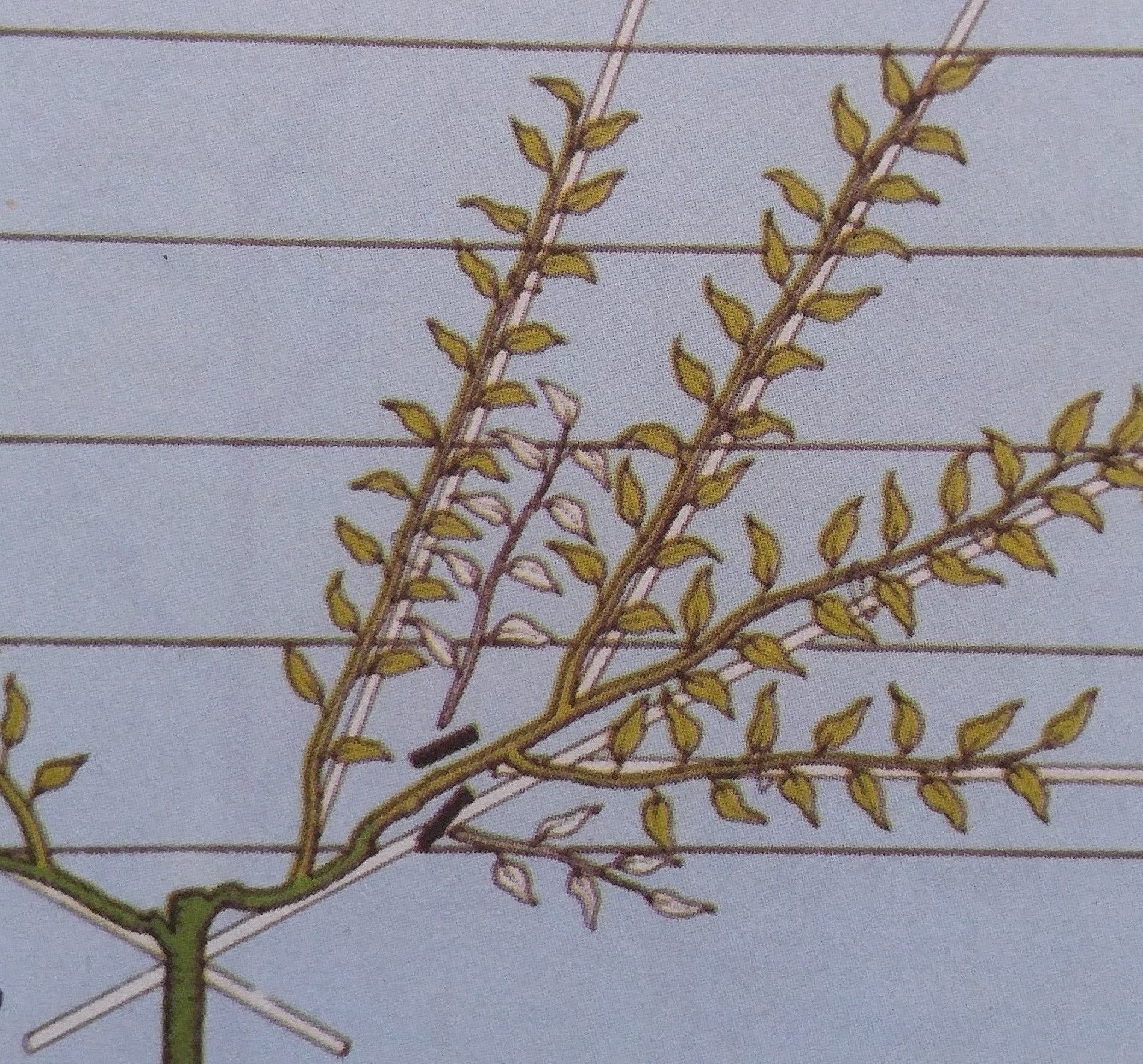 هرس و تربیت آلبالو به فرم بادبزنی