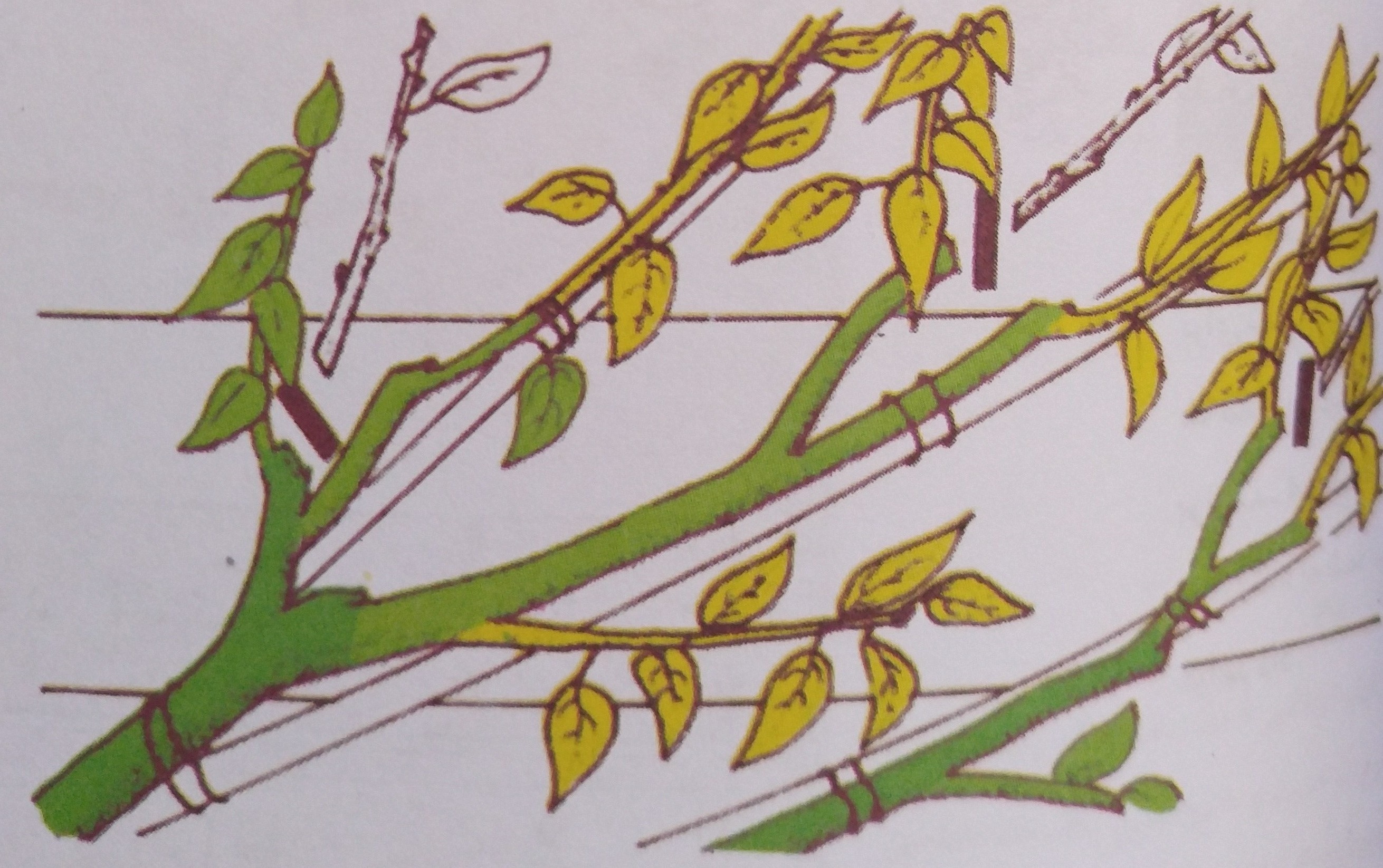 هرس و تربیت آلبالو به فرم بادبزنی