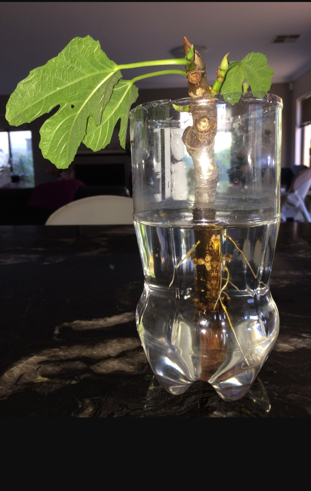 نحوه ی قلمه زدن درخت انجیر در آب - فوت و فن های باغبانی