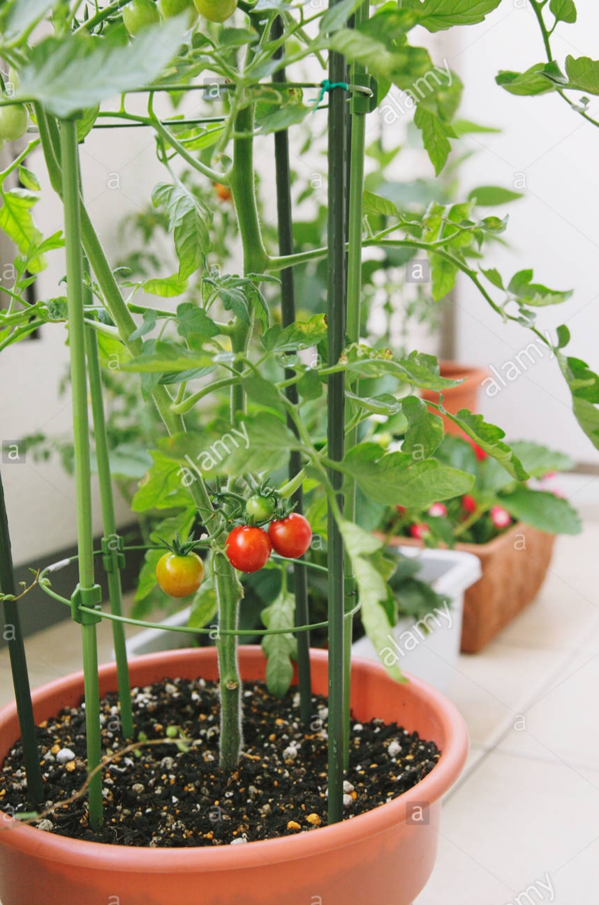 چگونه در خانه گوجه فرنگی بکاریم؟
