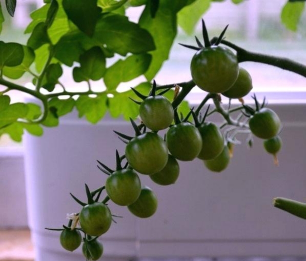 چگونه در خانه گوجه فرنگی بکاریم؟