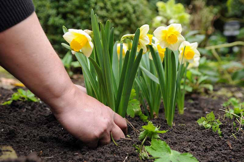 نحوه ی وادار کردن گیاه نرگس به گل دهی - فوت و فن های باغبانی