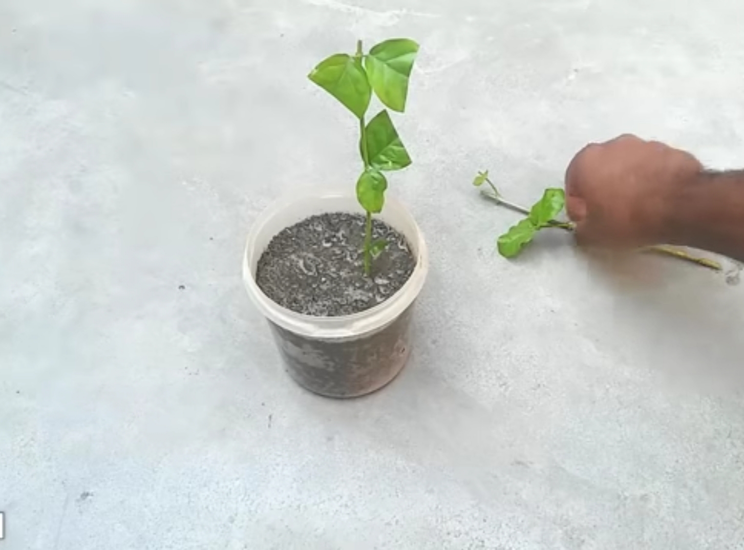 نحوه ی تکثیر گل یاس از طریق قلمه