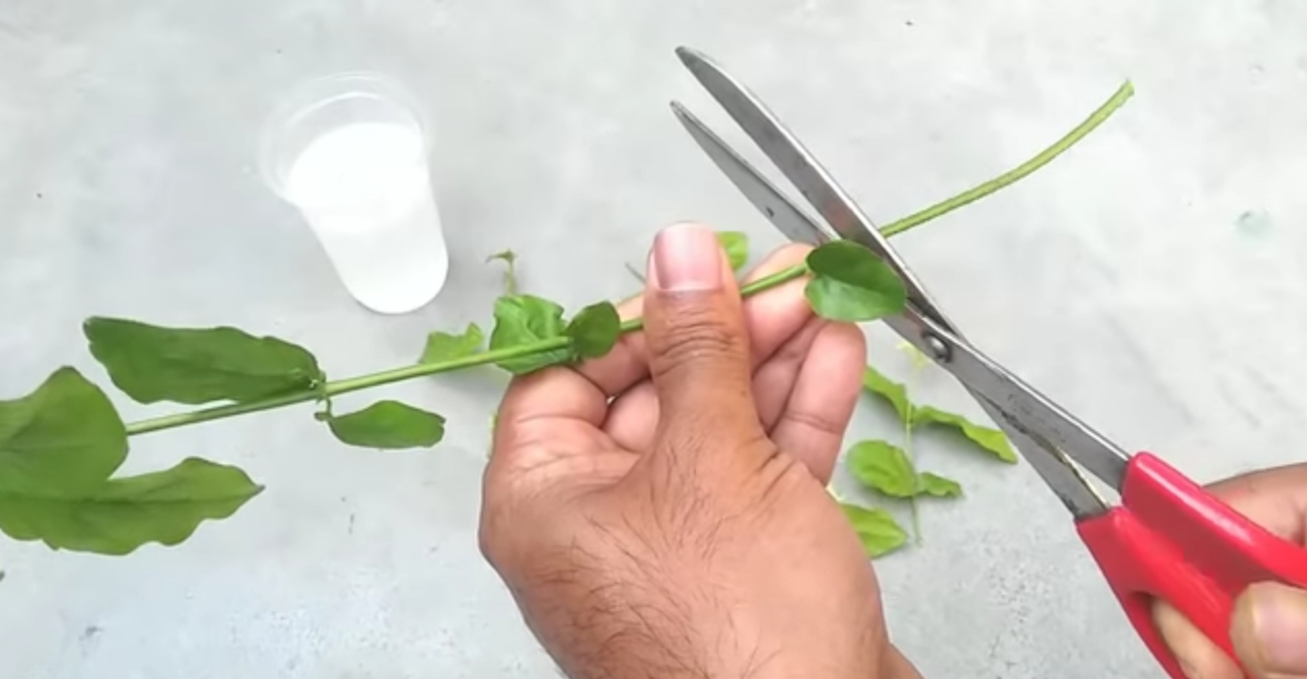 نحوه ی تکثیر گل یاس از طریق قلمه