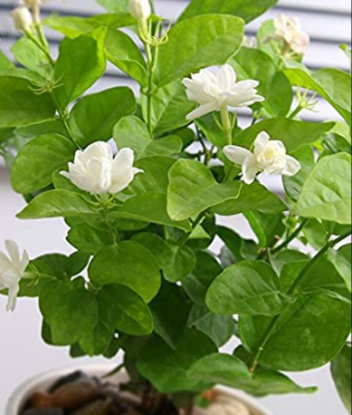 نحوه ی تکثیر گل یاس از طریق قلمه
