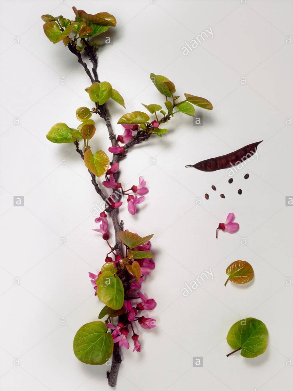 نحوه ی کاشت بذر ارغوان