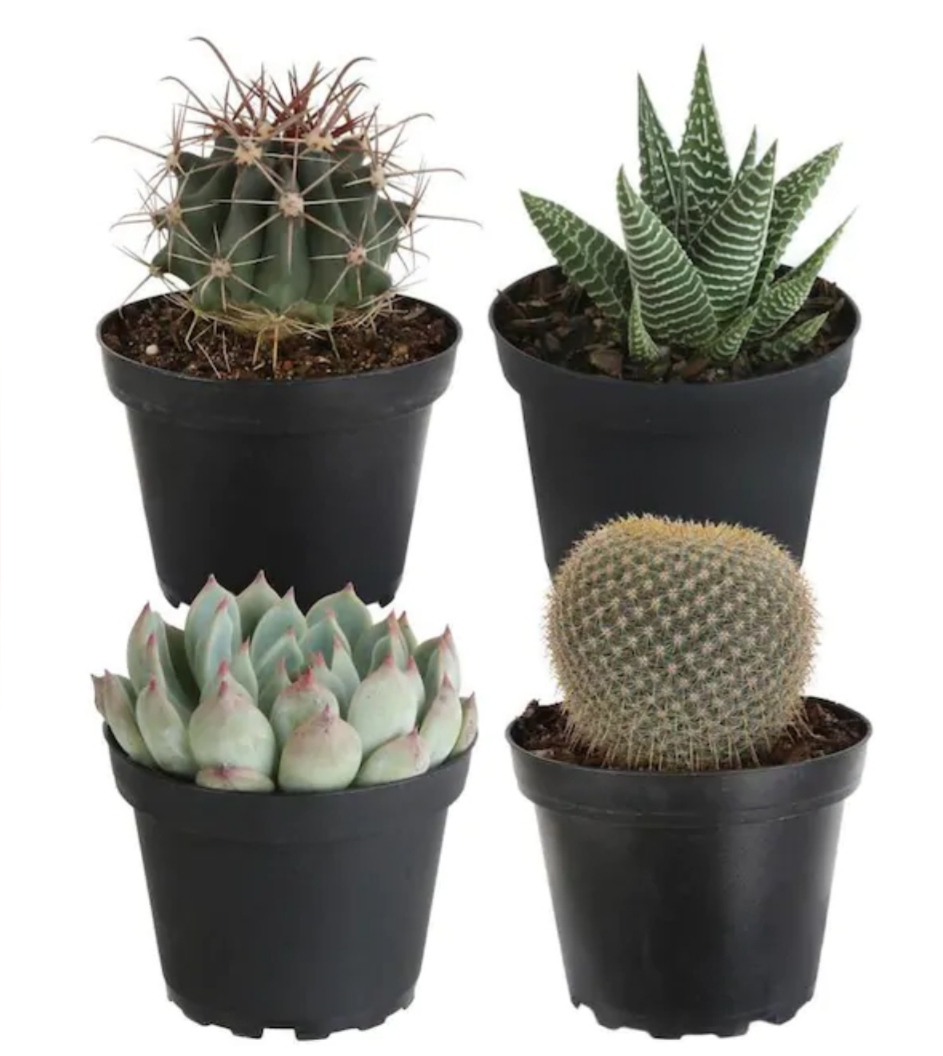 آشنایی با سایز گلدان ها