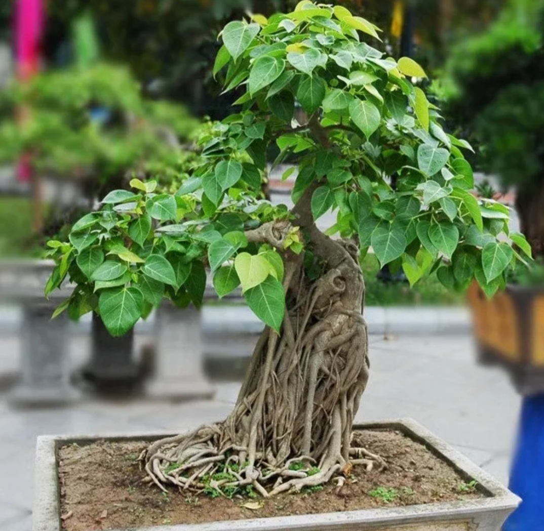 درخت بودی Ficus Religiosa 