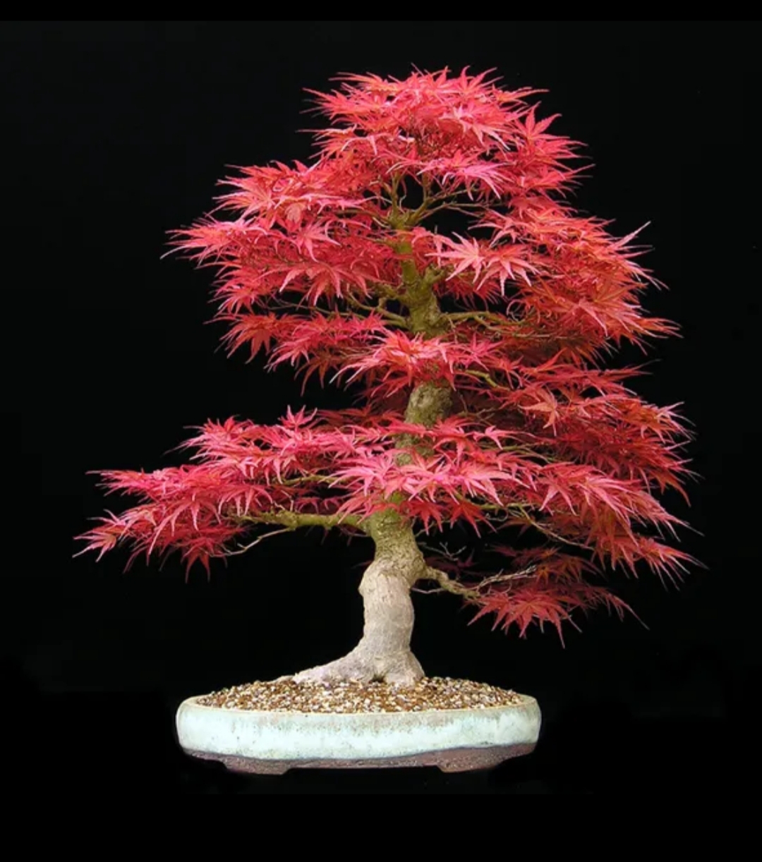 انتخاب بونسای برای دفتر کار - فوت و فن های باغبانی