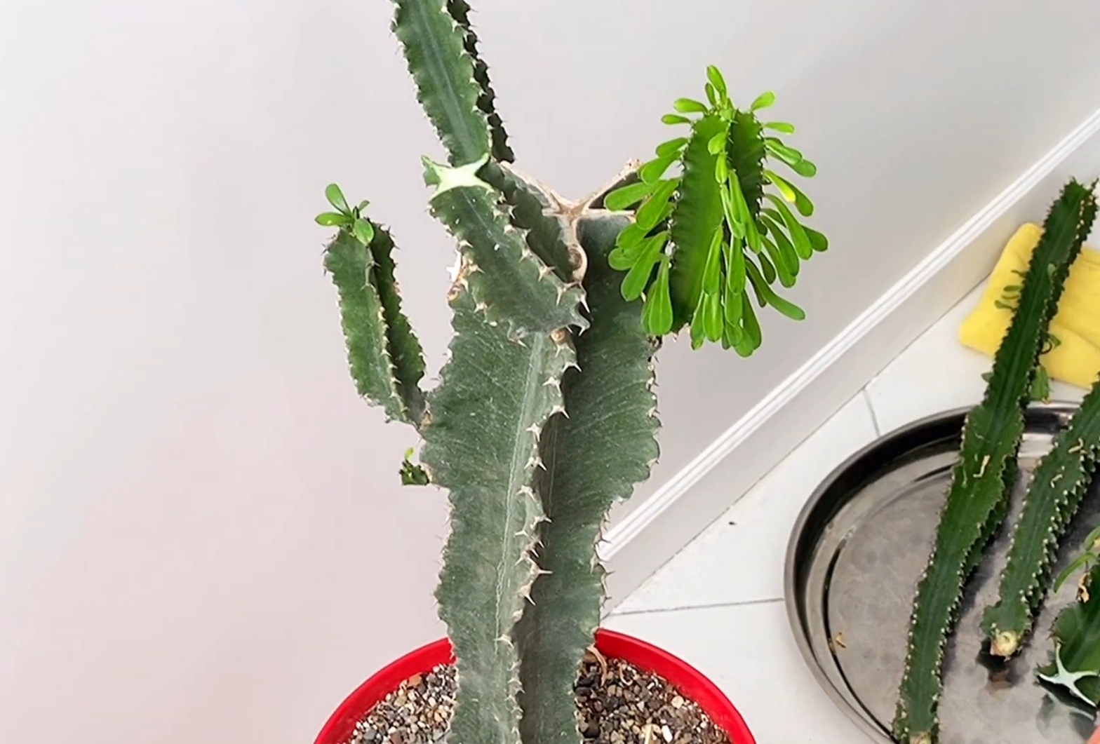 تکثیر افوربیا به روش قلمه - فوت و فن های باغبانی