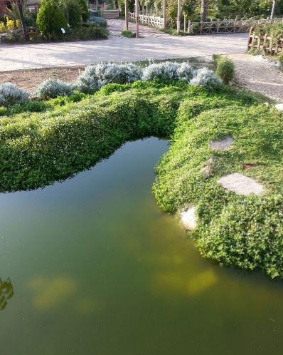 استفاده از گیاه فیلا به جای چمن در فضای ...