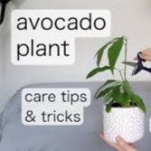 هرس درختان آووکادو