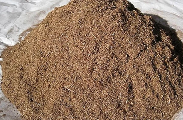نحوه ی پرورش تمشک در بالکن