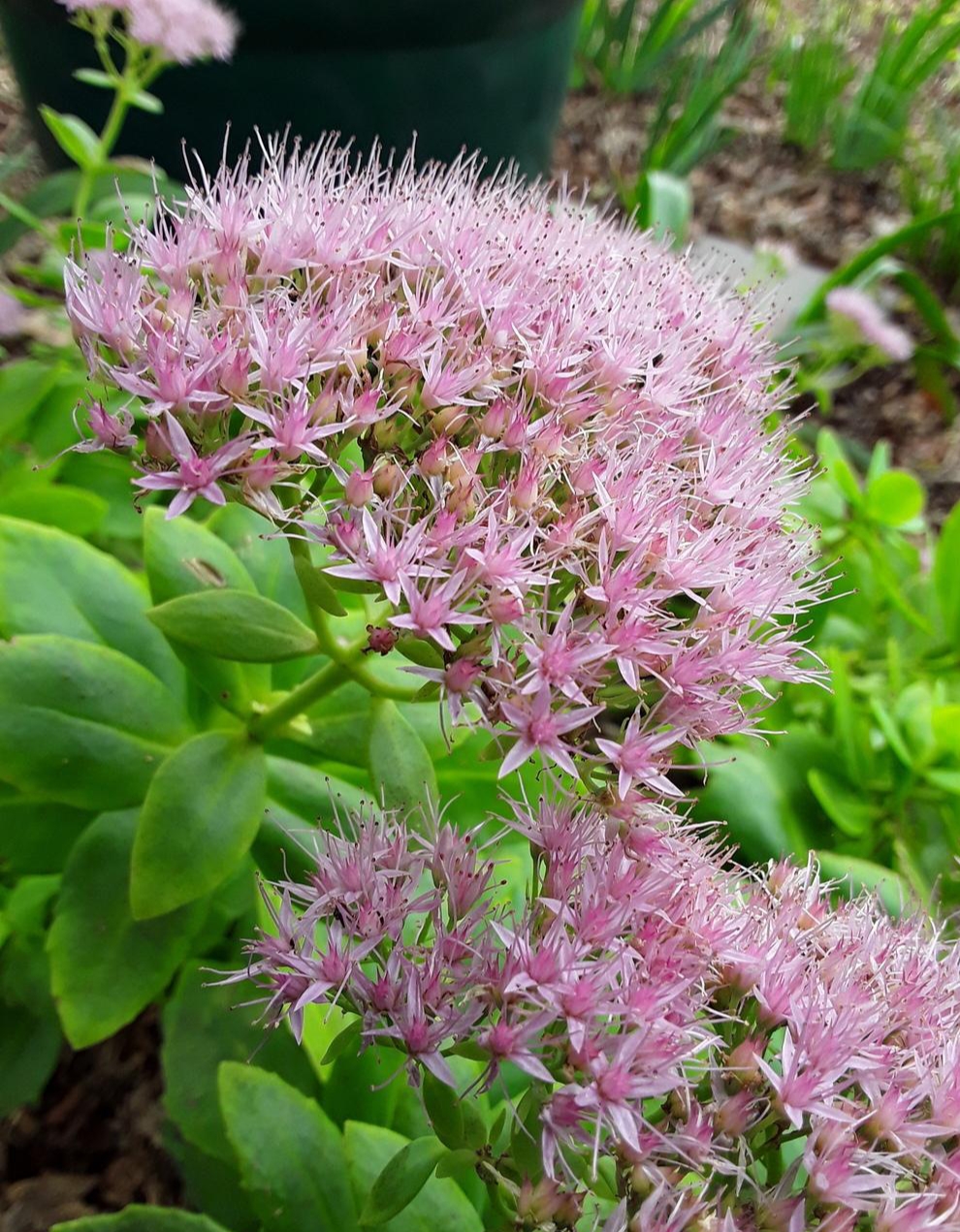 سدوم sedum