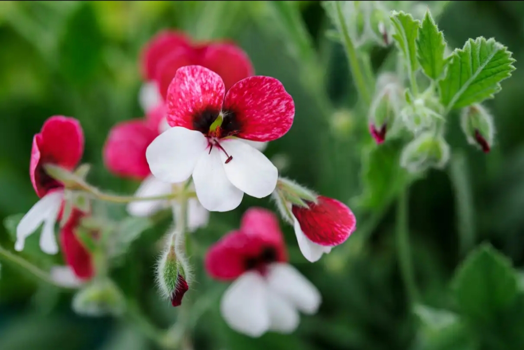 زیباسازی باغچه و فضای سبز با شمعدانی