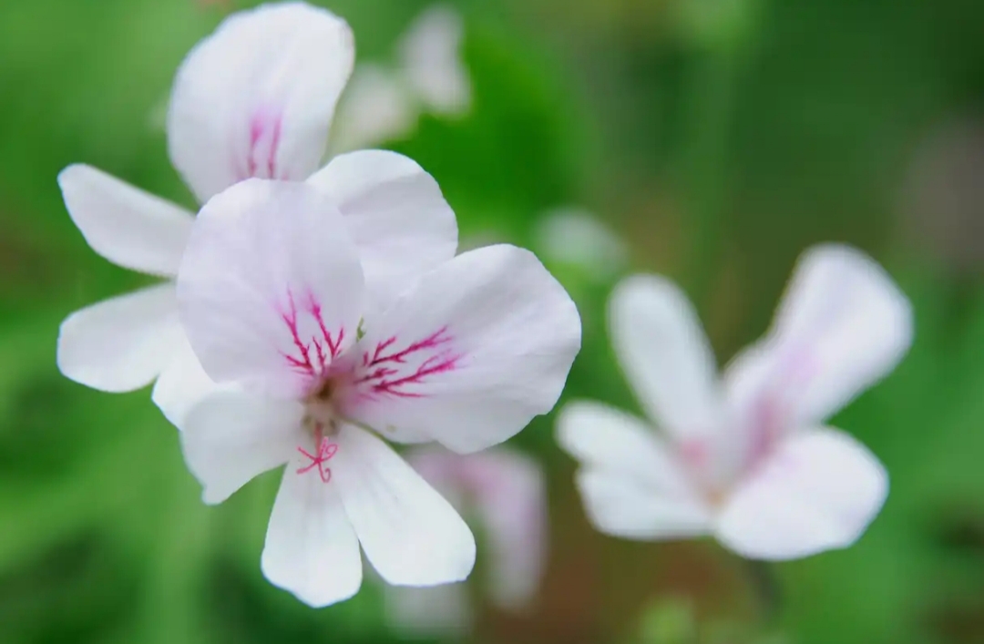 زیباسازی باغچه و فضای سبز با شمعدانی