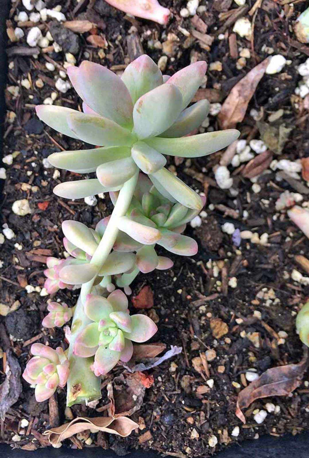 تکثیر ساکولنت ها از طریق برگ - فوت و فن ...