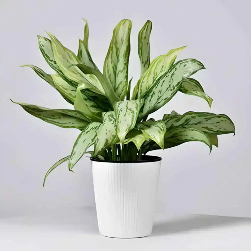 شناخت انواع آگلونما - فوت و فن های باغبانی