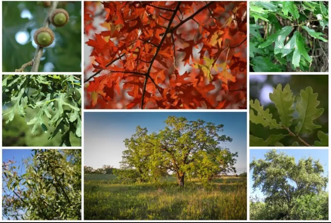 با انواع درختان بلوط آشنا شوید (قسمت اول ) - فوت و فن های باغبانی