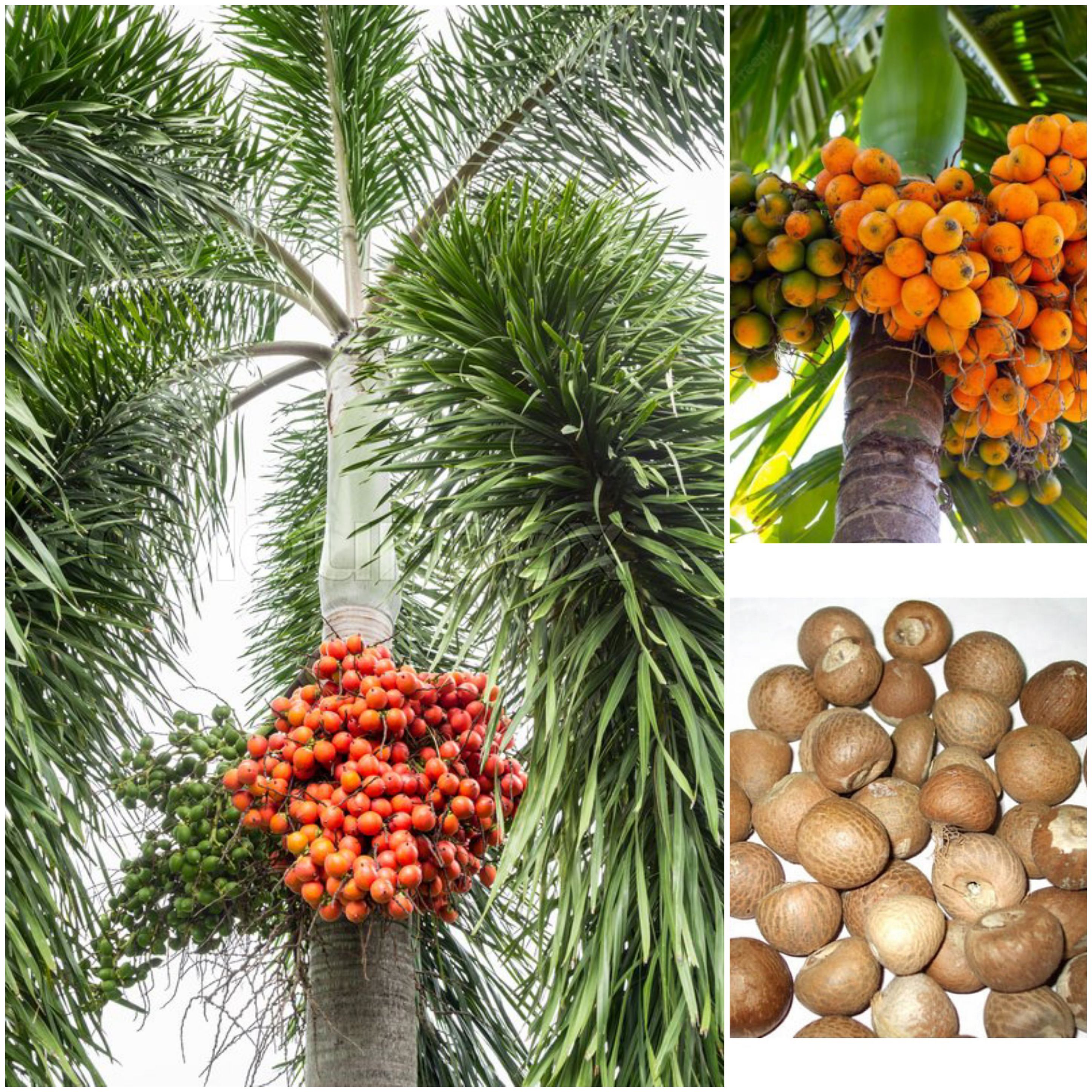 نحوه ی تکثیر فوفل ( نخل هندی ) - فوت و فن های باغبانی