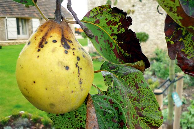 شناخت بیماری لکه سیاه گلابی و نحوه ی درمان - فوت و فن های باغبانی
