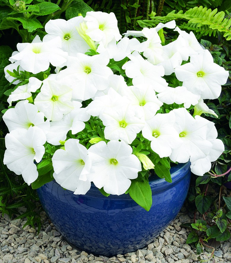 کاشت گل معطر اطلسی