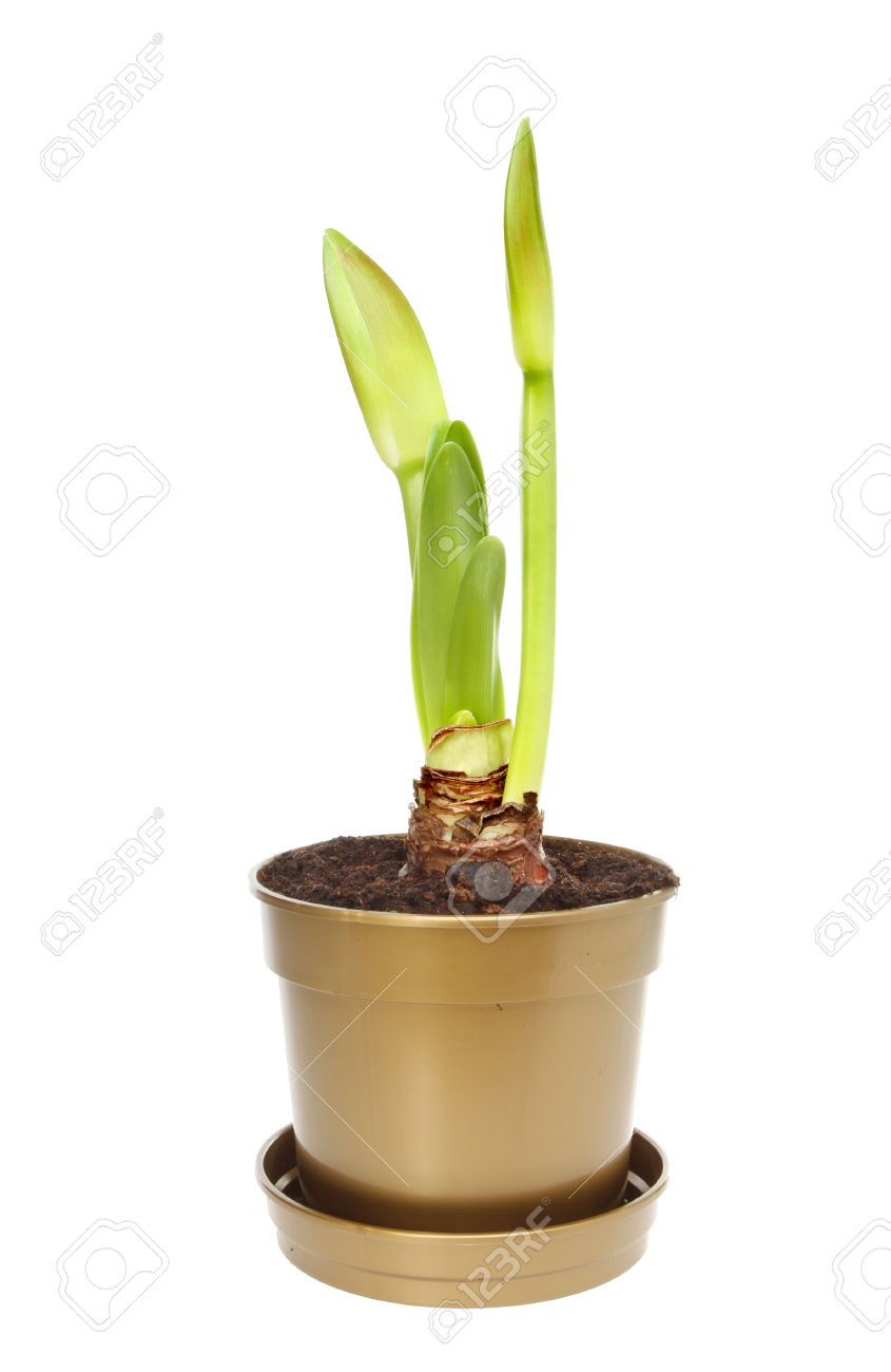 نگهداری از گیاه آماریلیس