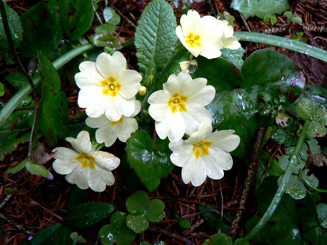 1)گونه Primula acaulis 