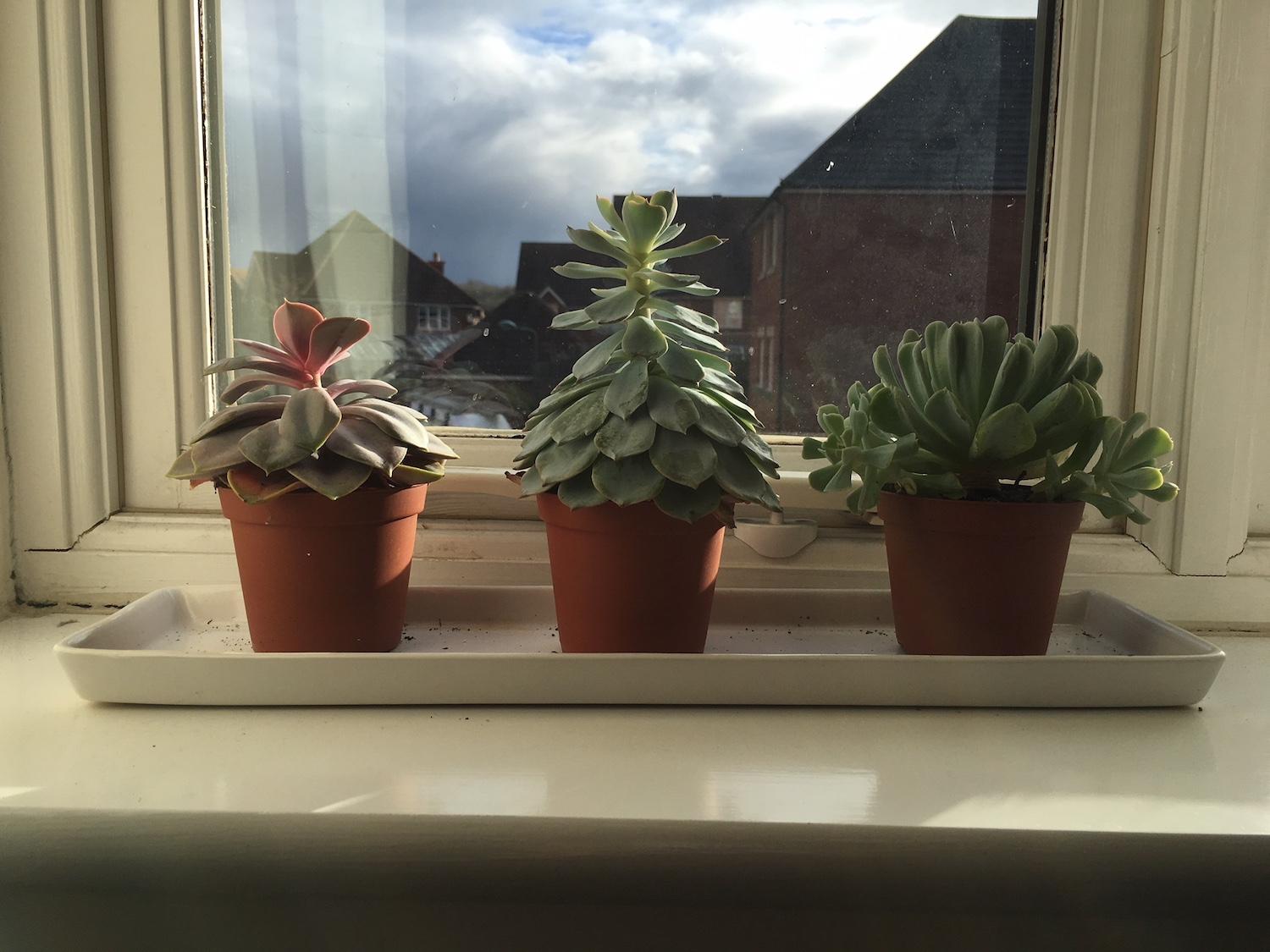 ساکولنت ها به چه میزان نور نیاز دارند؟