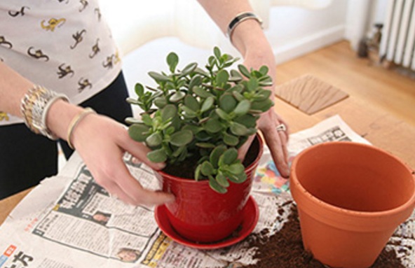 اردیبهشت بهترین زمان برای تعویض گلدان