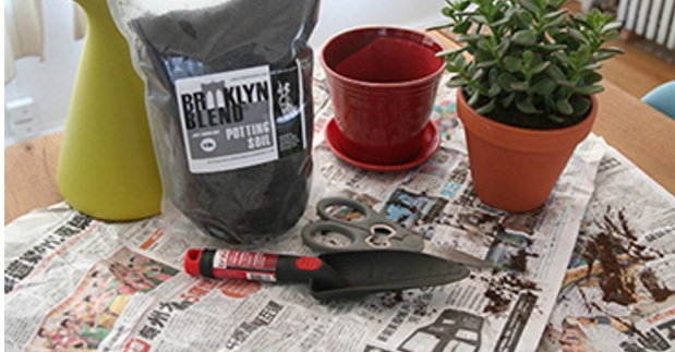 اردیبهشت بهترین زمان برای تعویض گلدان