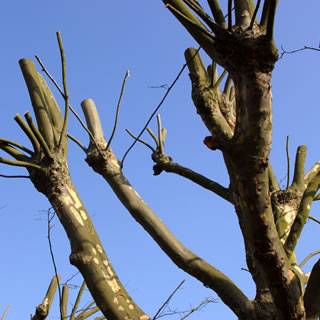 هرس زمستانه درختان