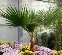 نگهداری از نخل واشینگتون در آپارتمان