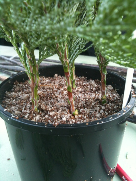 نحوه ی قلمه زدن کاج لاوسون - فوت و فن های باغبانی