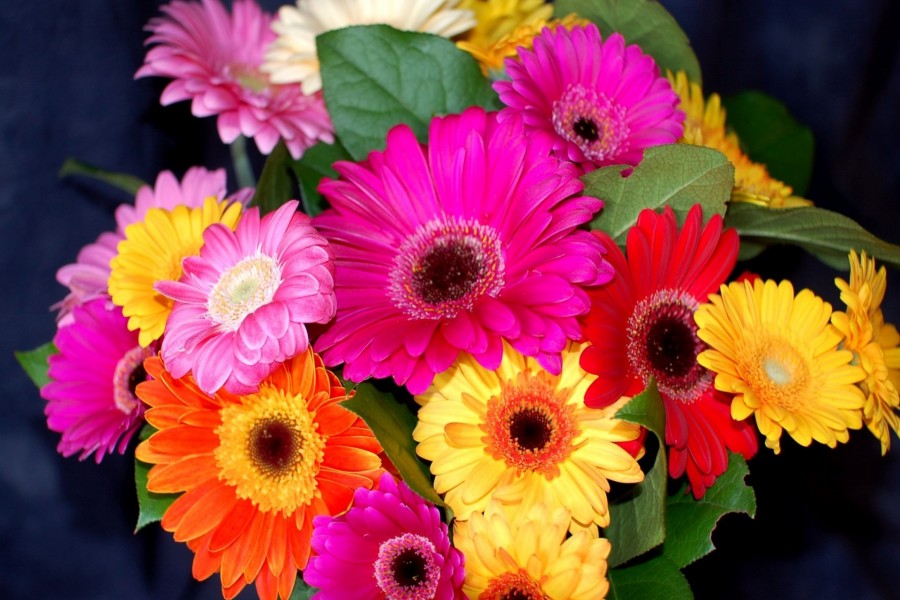 نگهداری از گل ژربرا - فوت و فن های باغبانی