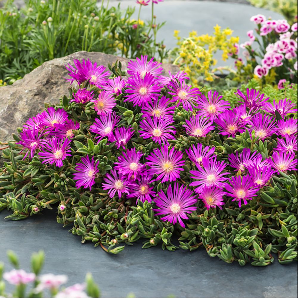 با گل های یخی آشنا شویم - فوت و فن های باغبانی