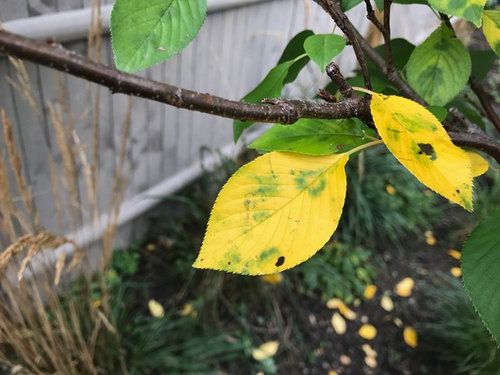 پیشگیری از زرد شدن برگ درختان میوه 