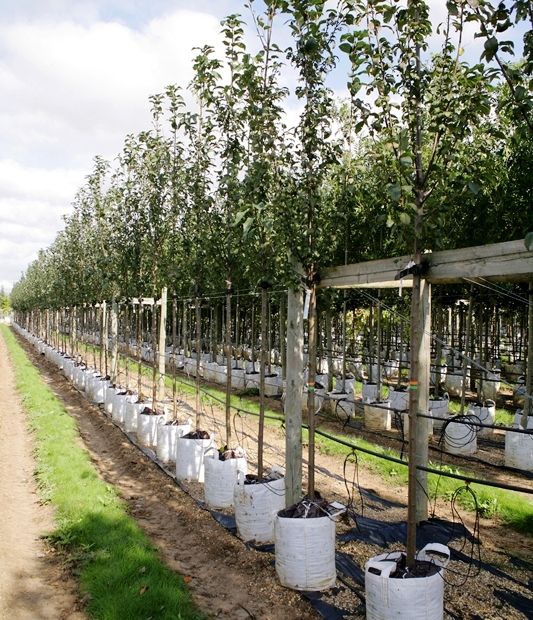 مراقبت از درختان گیلاس  در سال های اولیه رشد