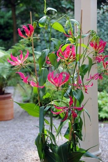 آشنایی با گیاه سوسن بالا رونده