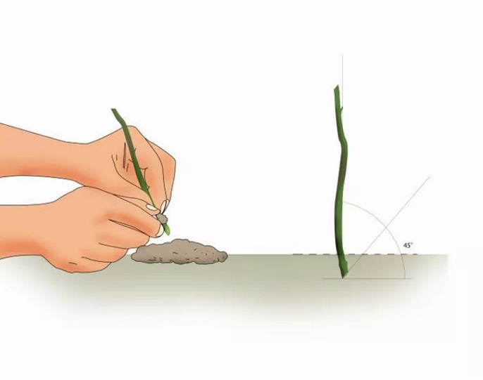 آموزش تصویری  قلمه زدن گل کاغذی