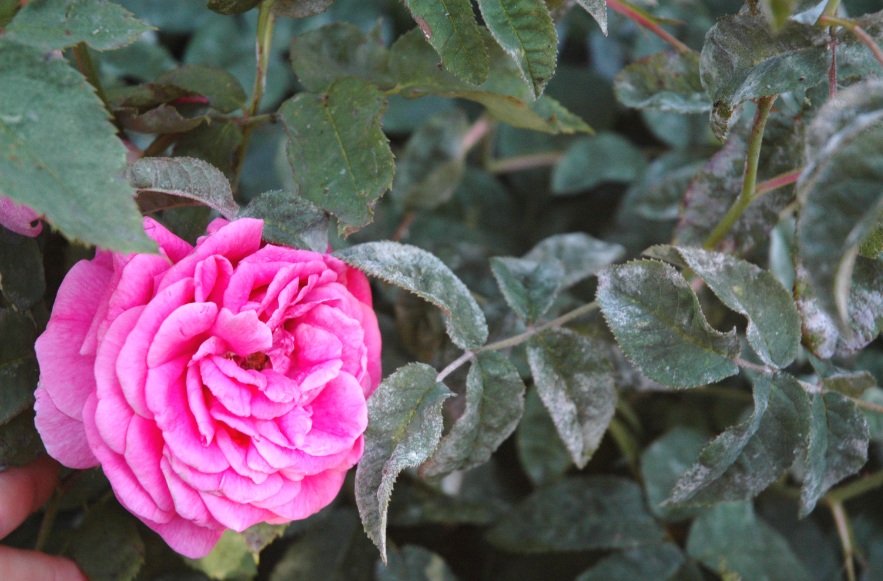 بیماری سفیدک سطحی رز و نحوه درمان - فوت و فن های باغبانی