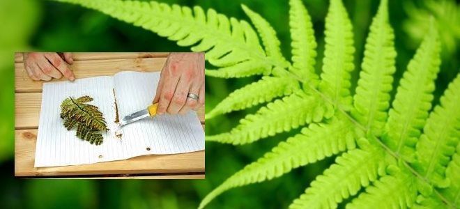 تکثیر سرخس با اسپور