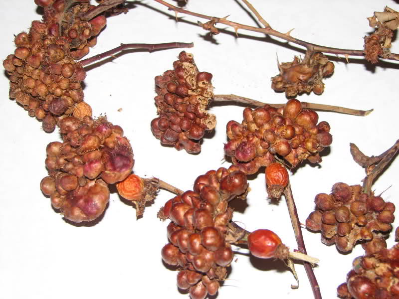 4)زنبور گالزاي نسترن و رز