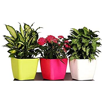 گلدان سایز ۱۹