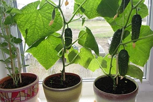 نحوه ی پرورش خیار پارتنوکارپیک