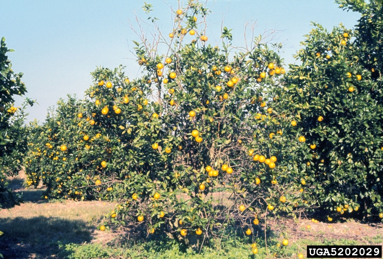 بیماری تریستیزای مرکبات