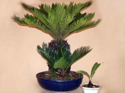 نگهداری از بونسای سیکاس  - فوت و فن های باغبانی