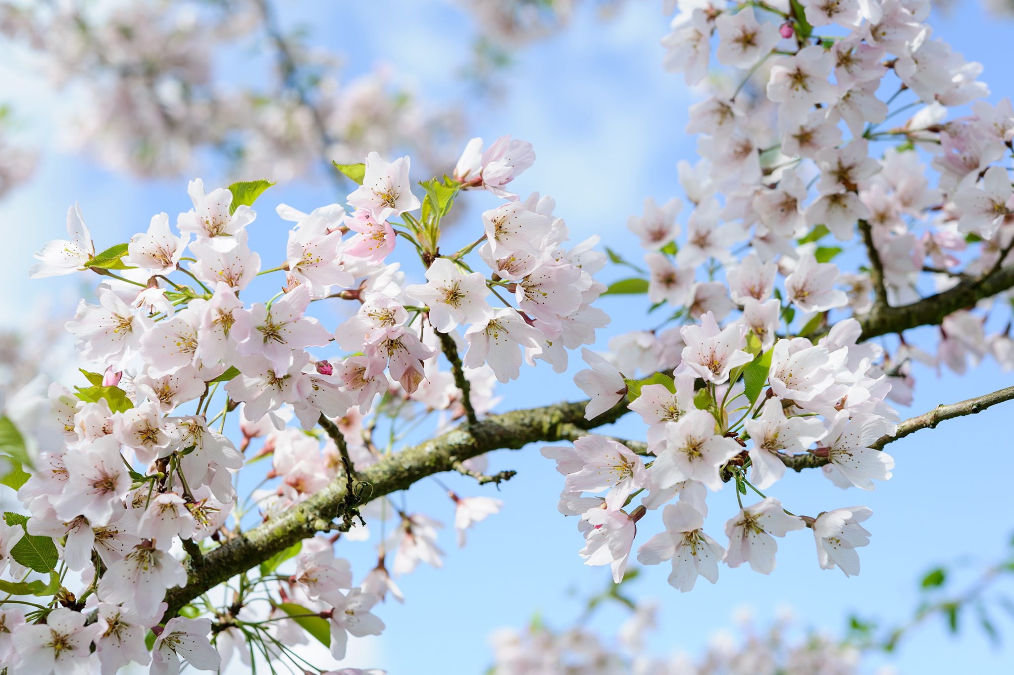 چگونه درختان می دانند زمان شکوفایی در بهار فرا رسیده است ؟