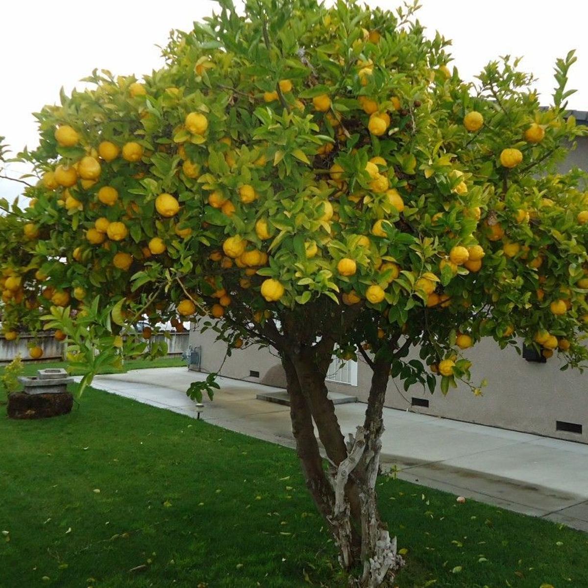 سیترنج
