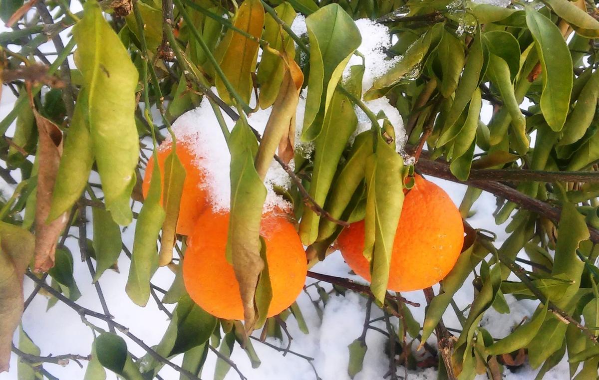 نشانه های سرمازدگی در مرکبات و نحوه ی کاهش خسارت سرما